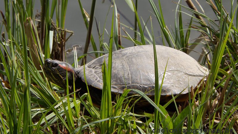 Rotwangen-Schmuckschildkröte, Trachemys scripta elegans, – © Hans-Jürgen Bidmon Rotwangen-Schmuckschildkröte, Trachemys scripta elegans, – © Hans-Jürgen Bidmon