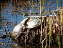 Rotwangen-Schmuckschildkröte, Trachemys scripta elegans, adulte invasive Exemplare im Freilandbiotop in Deutschland – © Hans-Jürgen Bidmon