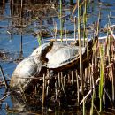 Rotwangen-Schmuckschildkröte, Trachemys scripta elegans, adulte invasive Exemplare im Freilandbiotop in Deutschland – © Hans-Jürgen Bidmon