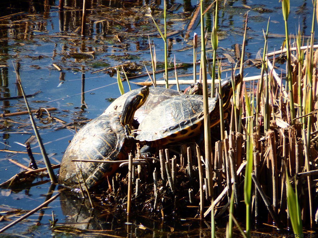 Rotwangen-Schmuckschildkröte, Trachemys scripta elegans, adulte invasive Exemplare im Freilandbiotop in Deutschland – © Hans-Jürgen Bidmon