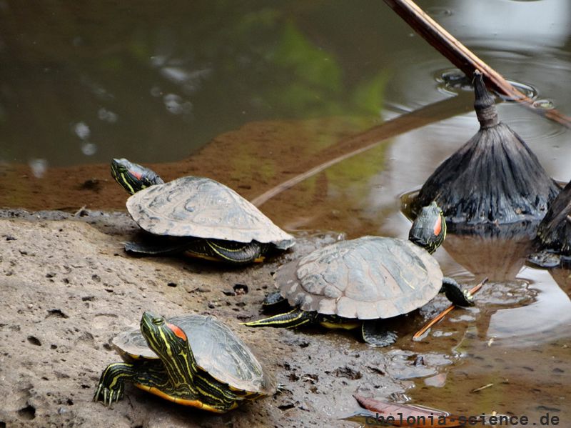 Rotwangen-Schmuckschildkröte, Trachemys scripta elegans, – © Hae-Jun Baek Rotwangen-Schmuckschildkröte, Trachemys scripta elegans, – © Hae-Jun Baek