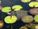 Gelbwangen-Schmuckschildkröte, Trachemys scripta scripta, – © Hans-Jürgen Bidmon