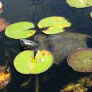 Gelbwangen-Schmuckschildkröte, Trachemys scripta scripta, – © Hans-Jürgen Bidmon