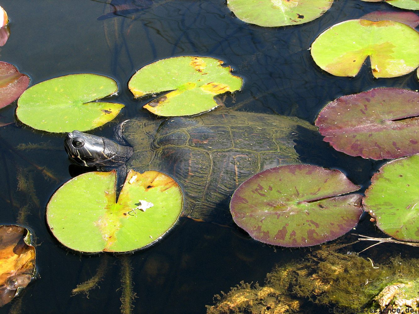 Gelbwangen-Schmuckschildkröte, Trachemys scripta scripta, – © Hans-Jürgen Bidmon