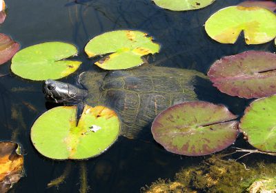 Gelbwangen-Schmuckschildkröte, Trachemys scripta scripta, – © Hans-Jürgen Bidmon