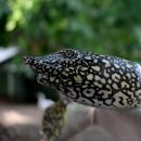 Afrikanische Weichschildkröte, Trionyx triunguis, – © Pearson McGovern