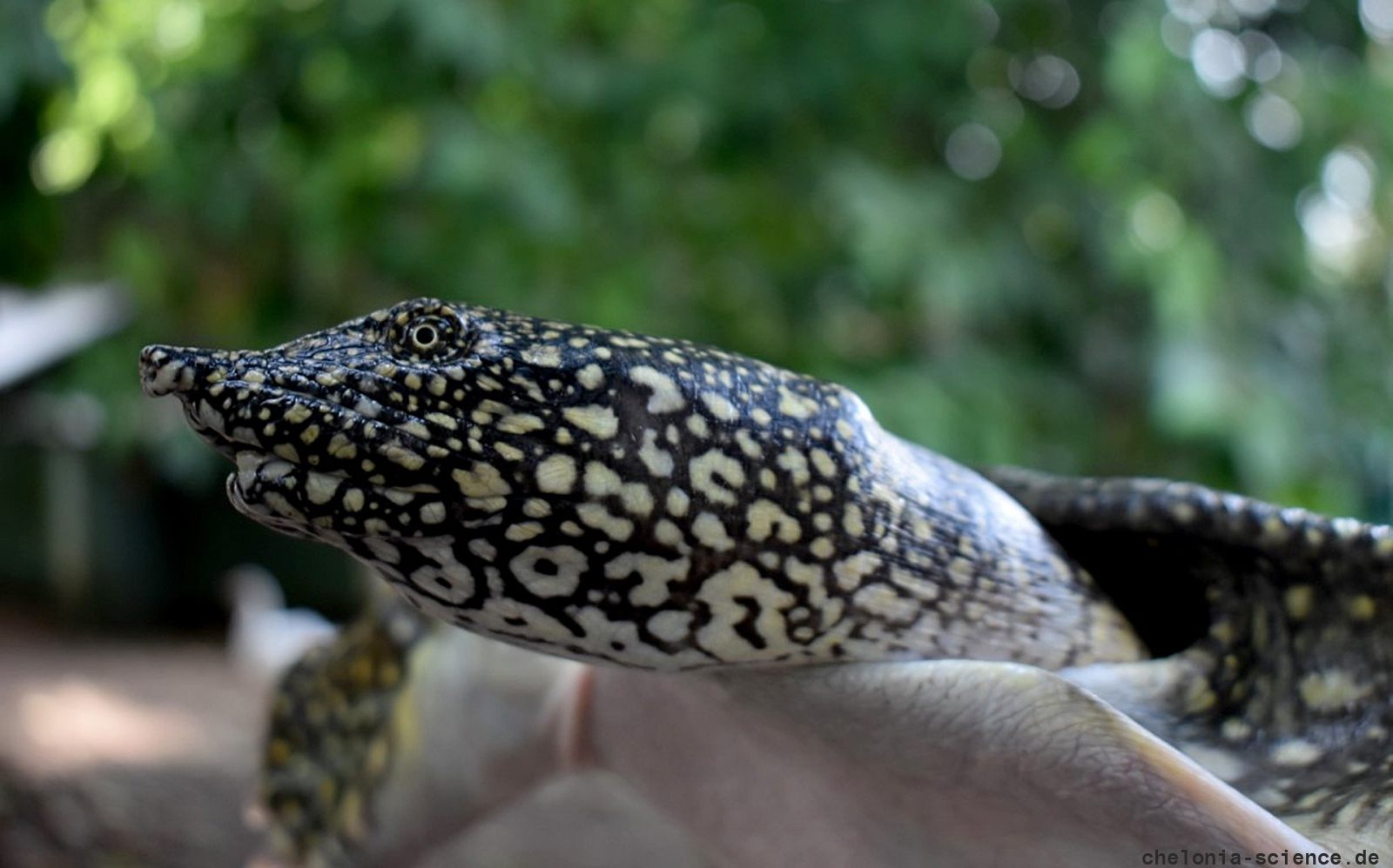 Afrikanische Weichschildkröte, Trionyx triunguis, – © Pearson McGovern