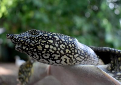 Afrikanische Weichschildkröte, Trionyx triunguis, – © Pearson McGovern